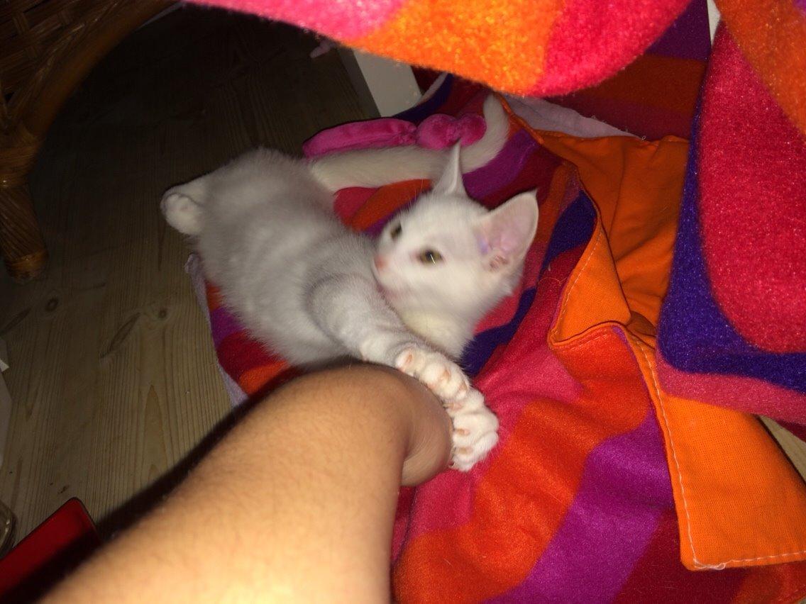 Blanding af racer Lucca billede 27