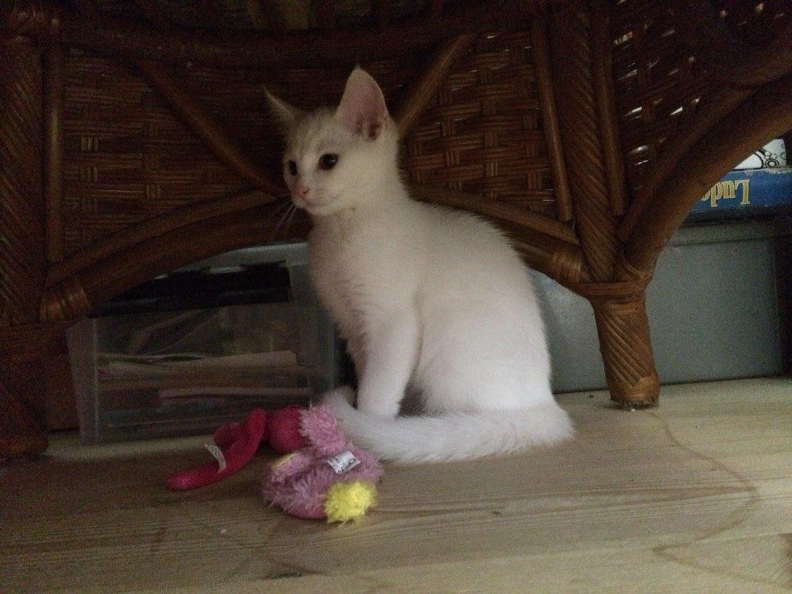 Blanding af racer Lucca billede 26