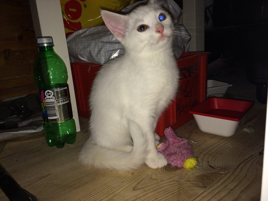 Blanding af racer Lucca billede 28