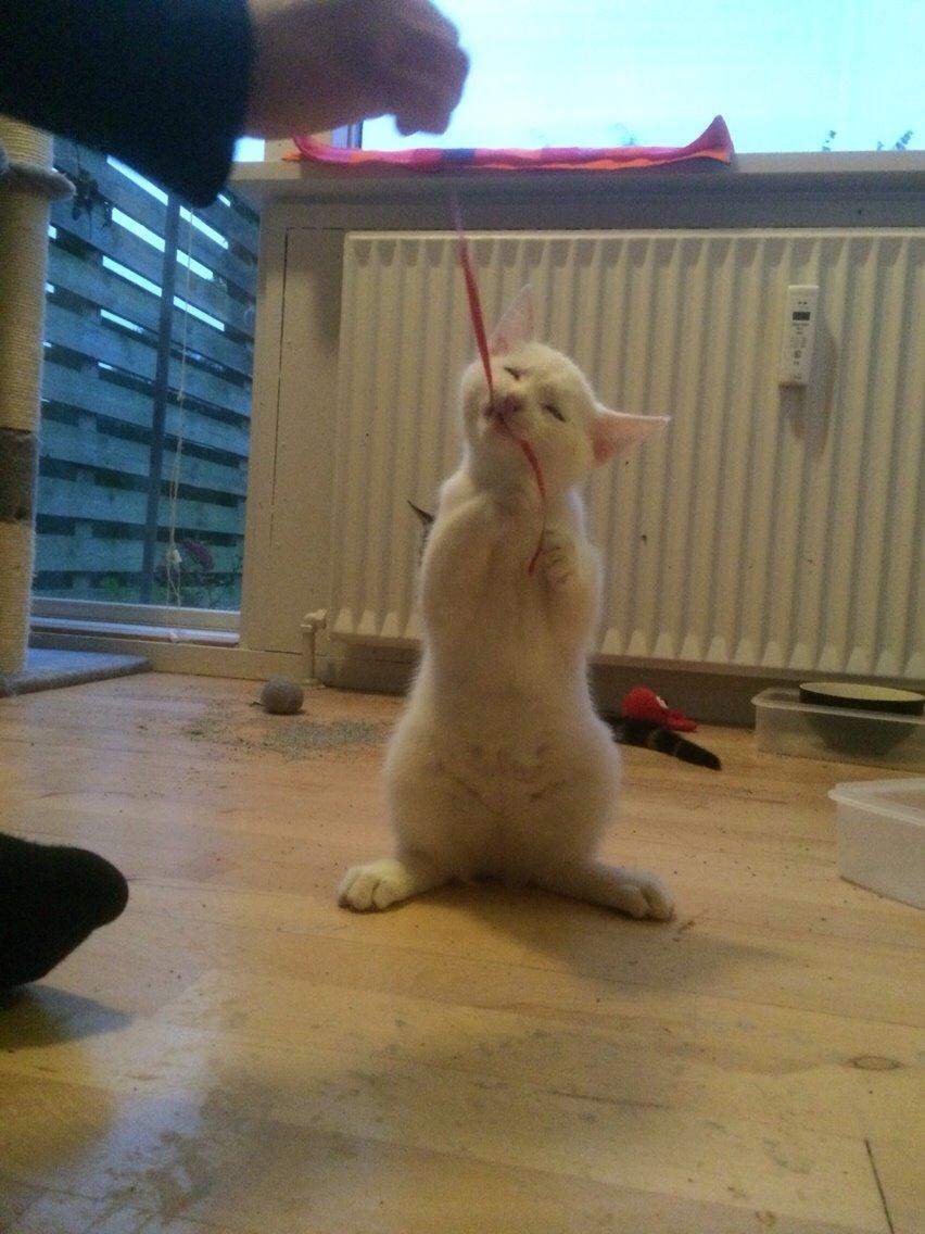 Blanding af racer Lucca billede 31