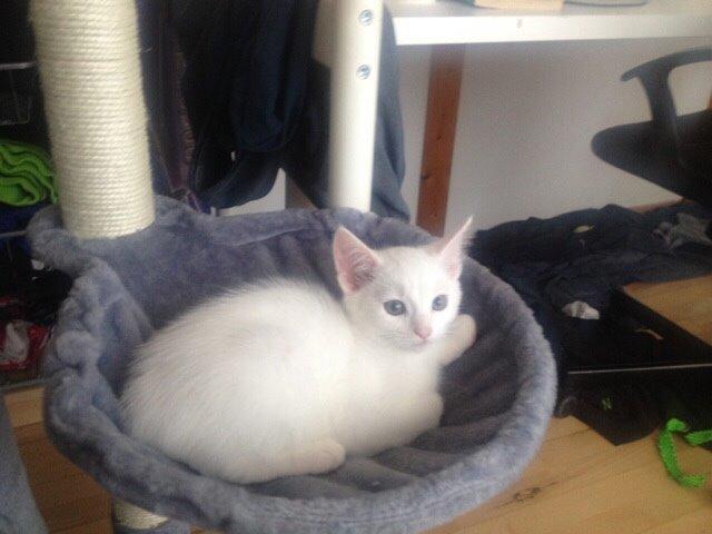 Blanding af racer Lucca billede 32