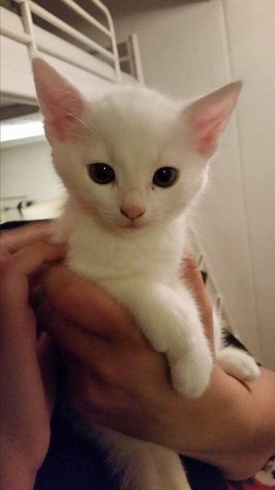 Blanding af racer Lucca billede 34