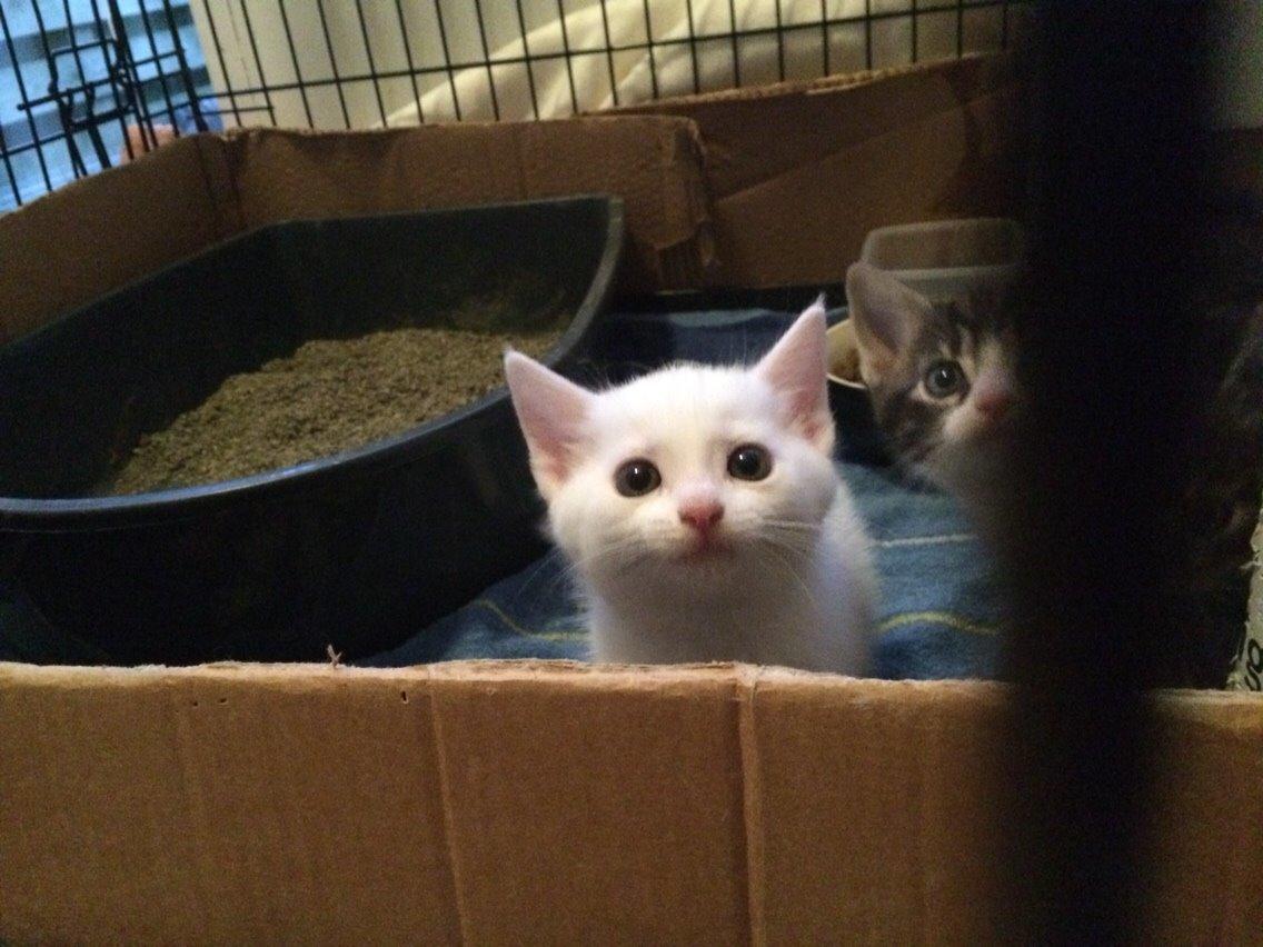 Blanding af racer Lucca billede 35