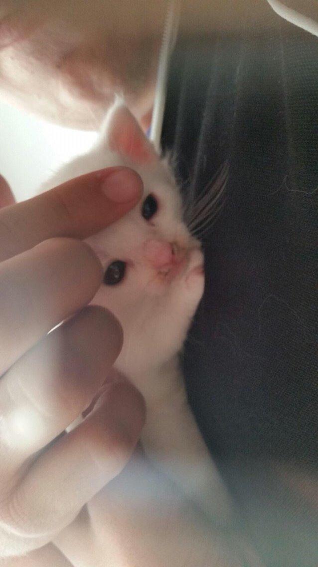 Blanding af racer Lucca billede 37