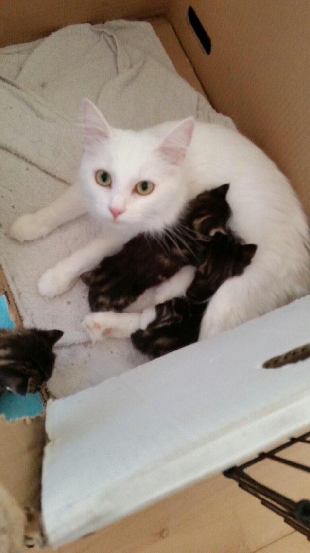 Blanding af racer Lucca billede 38