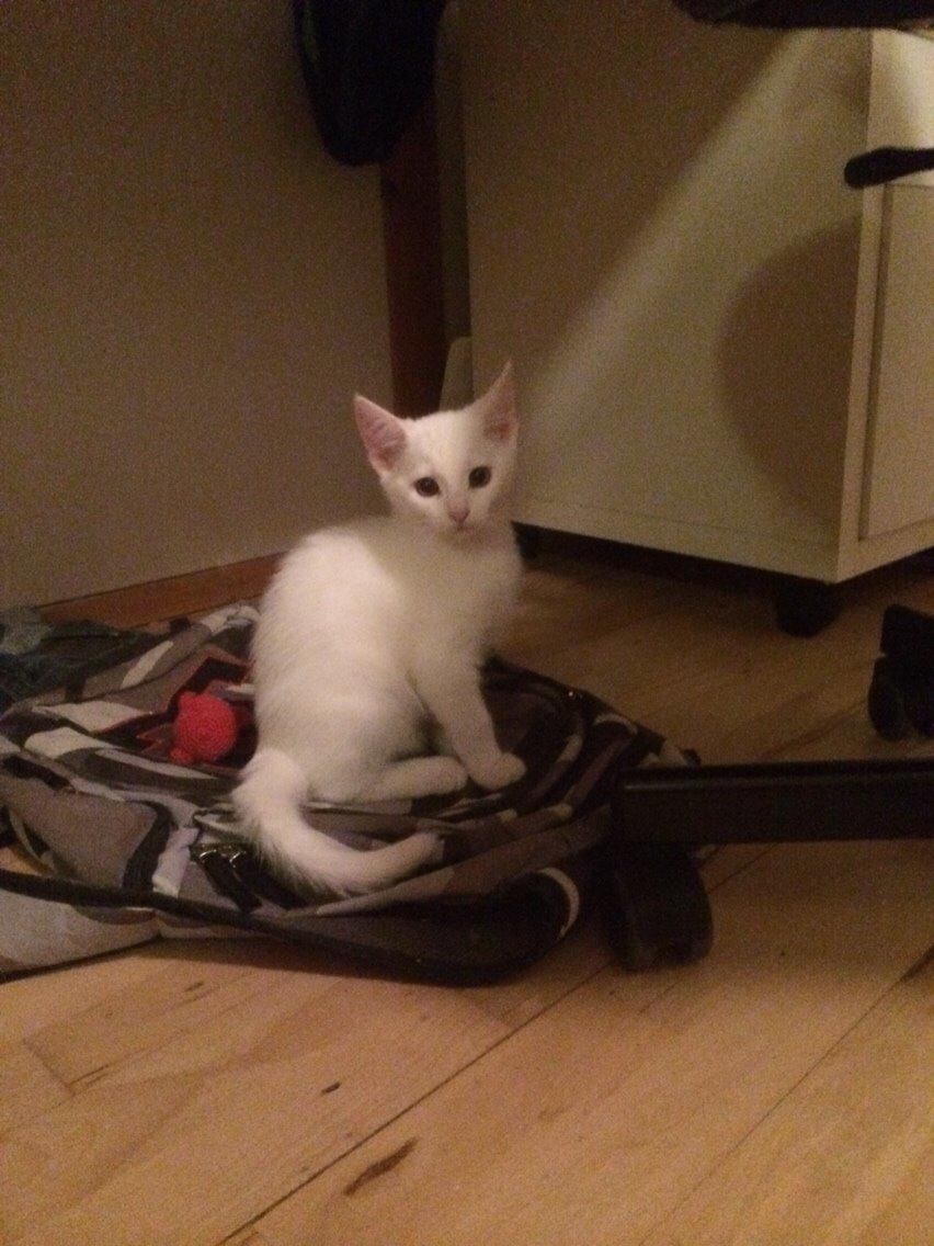 Blanding af racer Lucca billede 29