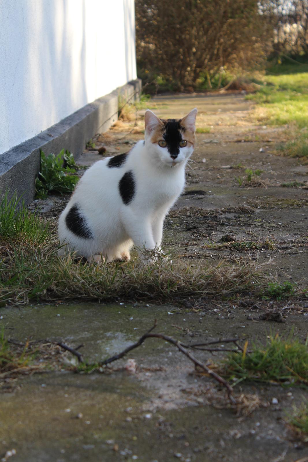 Huskat Rosie billede 1