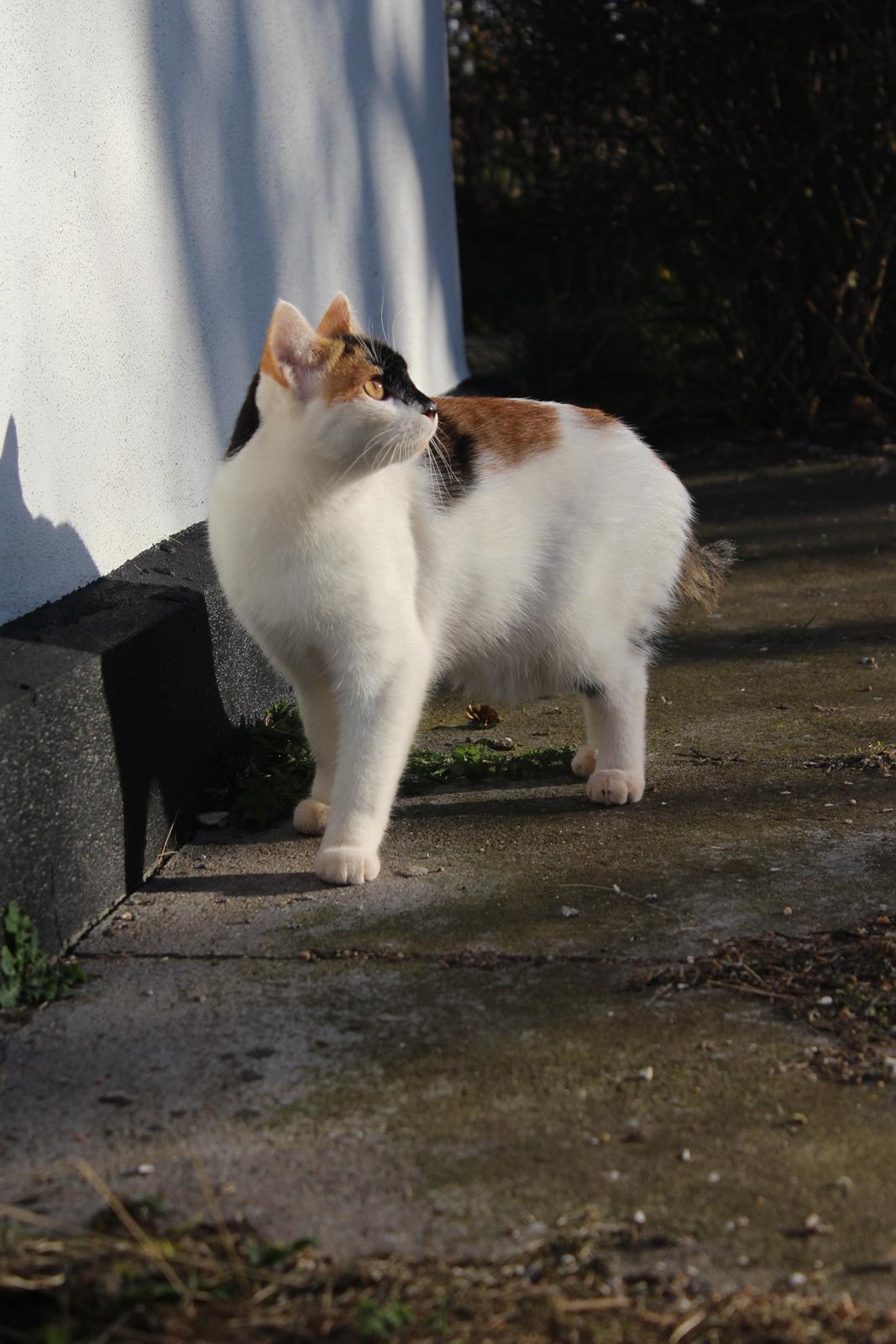 Huskat Rosie billede 2