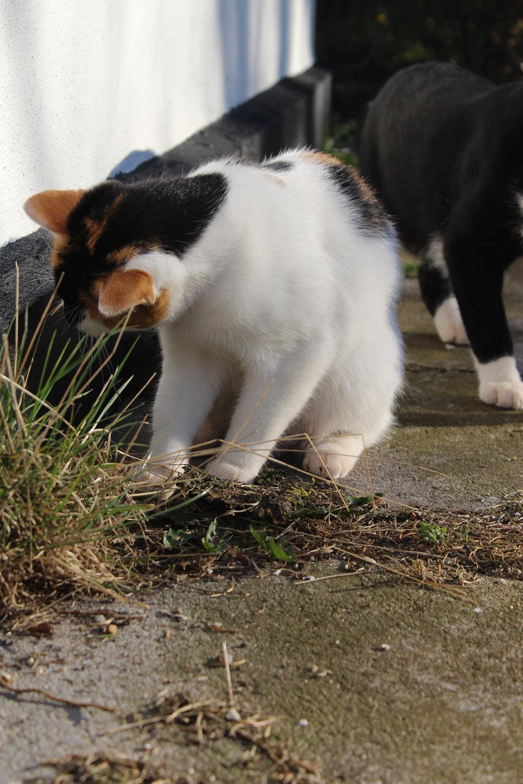 Huskat Rosie billede 4