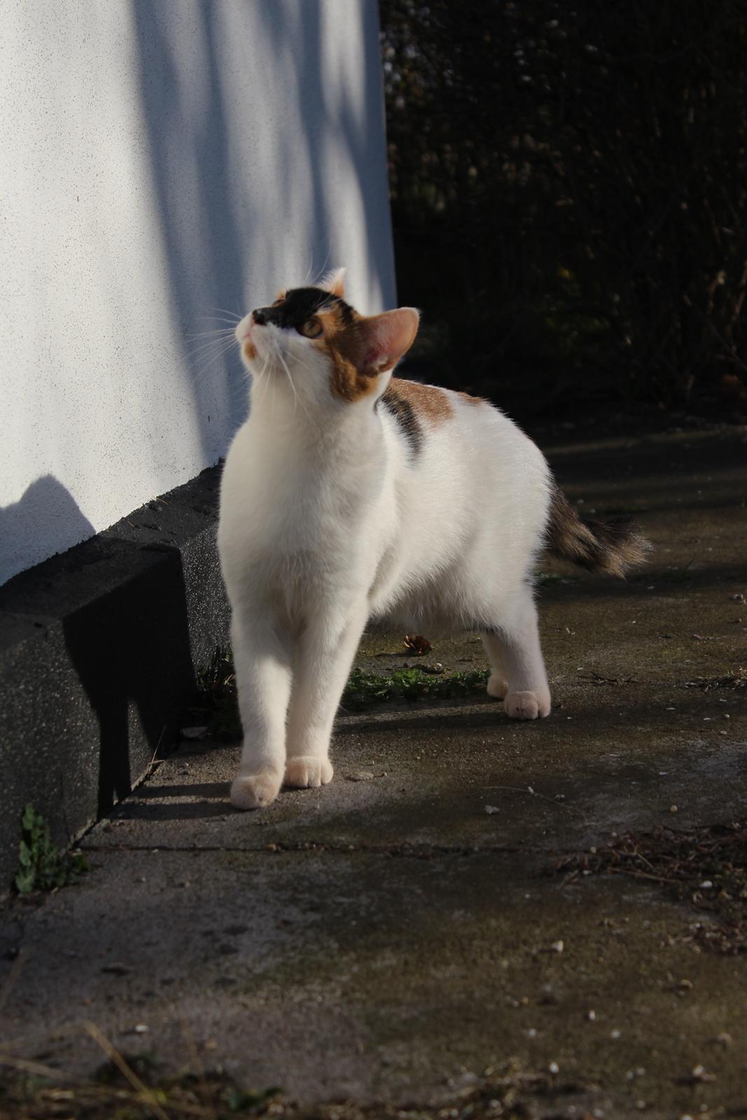 Huskat Rosie billede 3