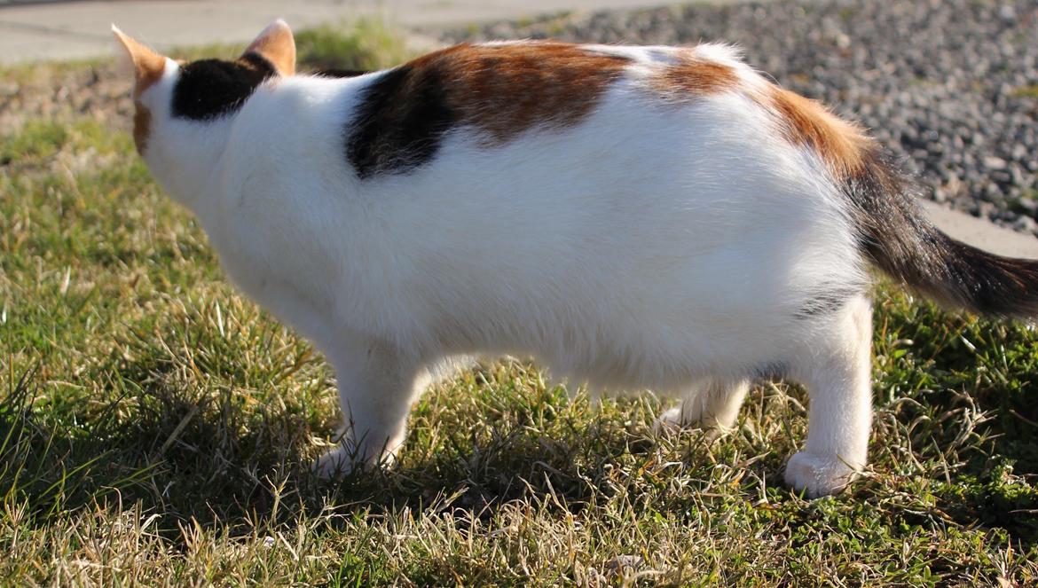 Huskat Rosie billede 6