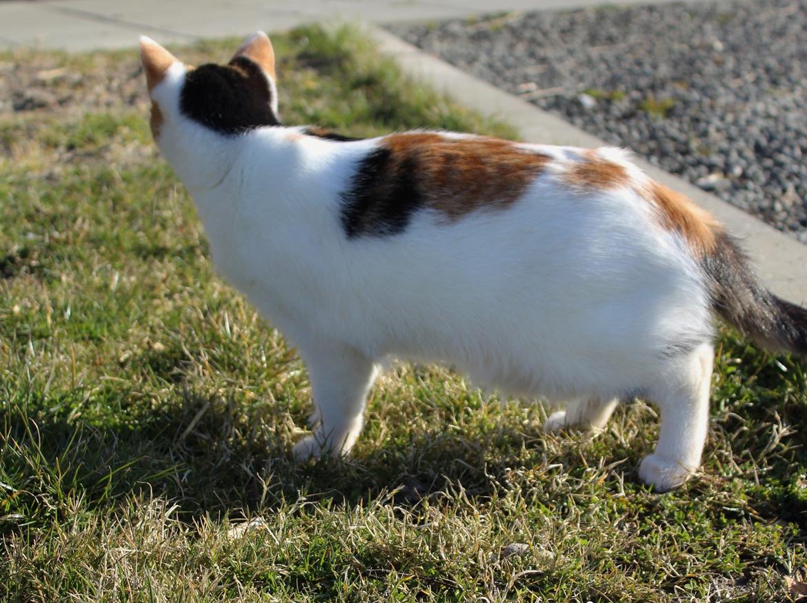 Huskat Rosie billede 8