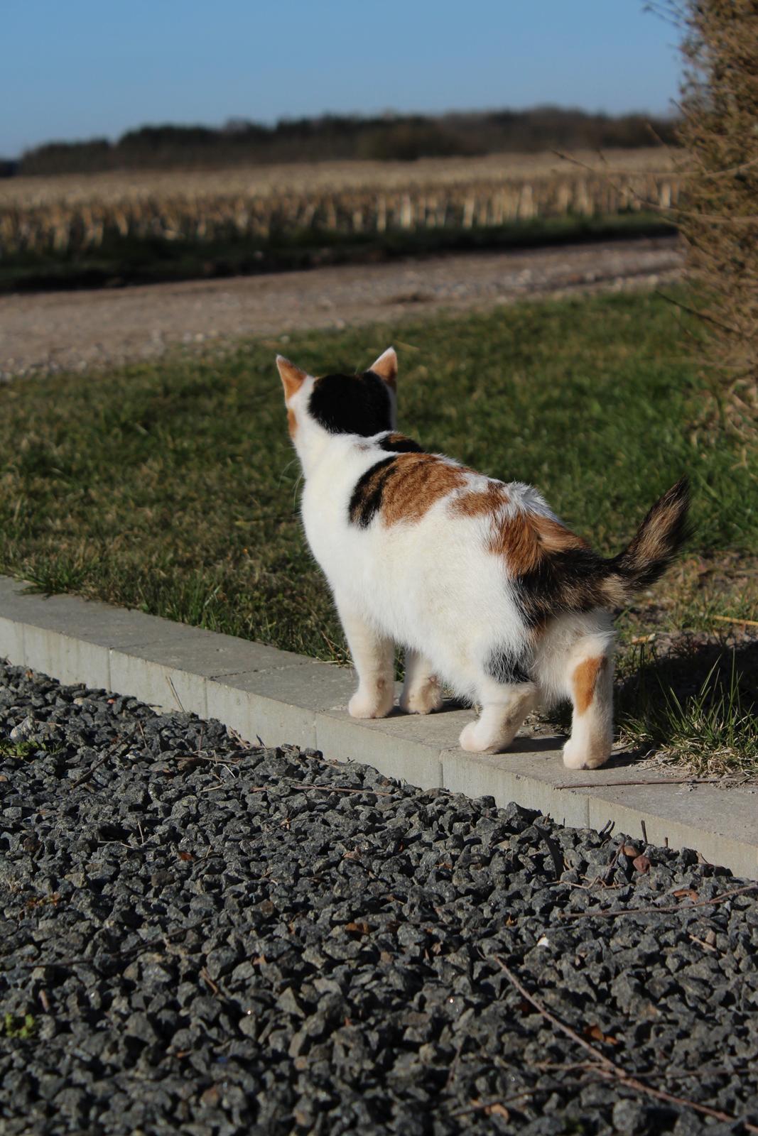 Huskat Rosie billede 7