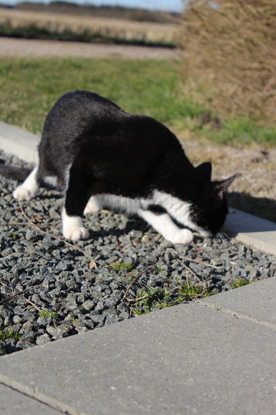 Huskat Shadow billede 1