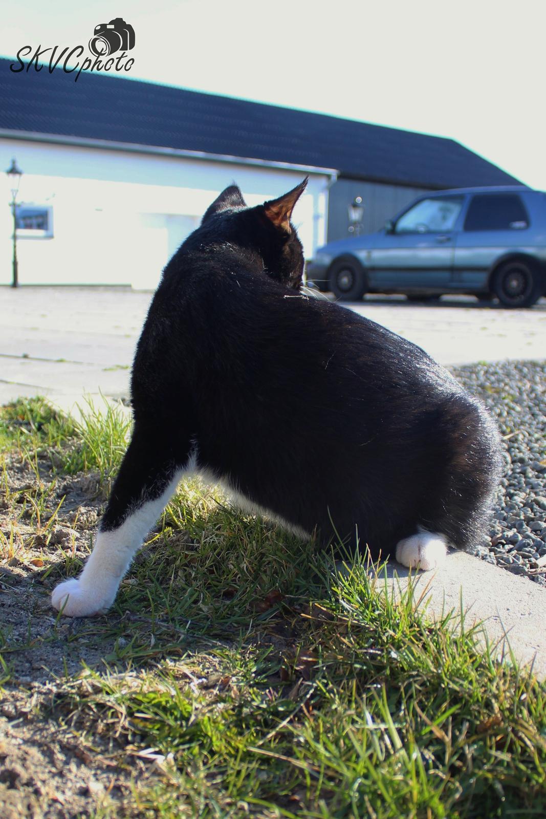 Huskat Shadow billede 3