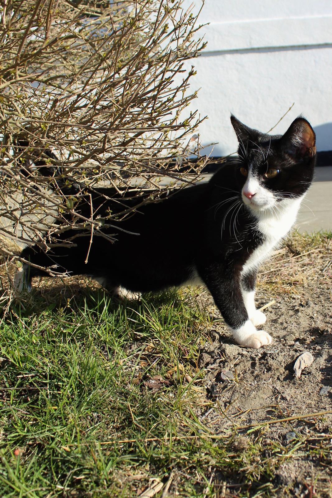 Huskat Shadow billede 2