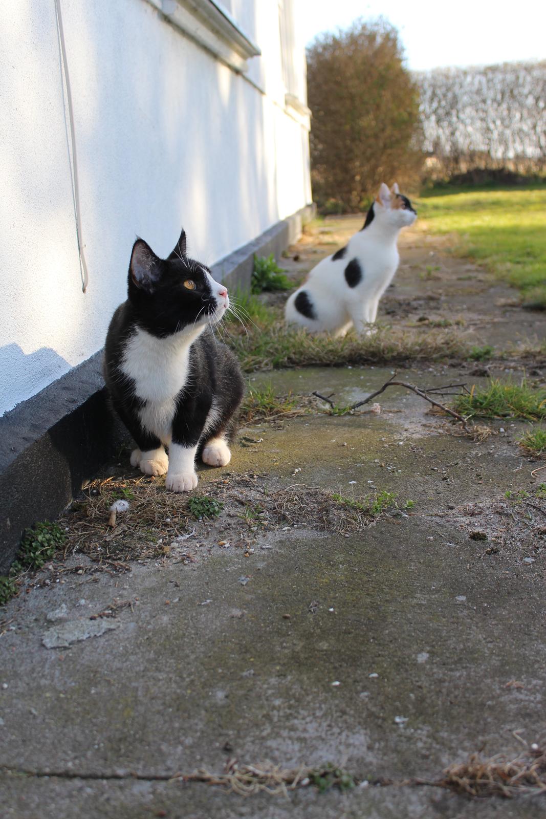 Huskat Shadow billede 4