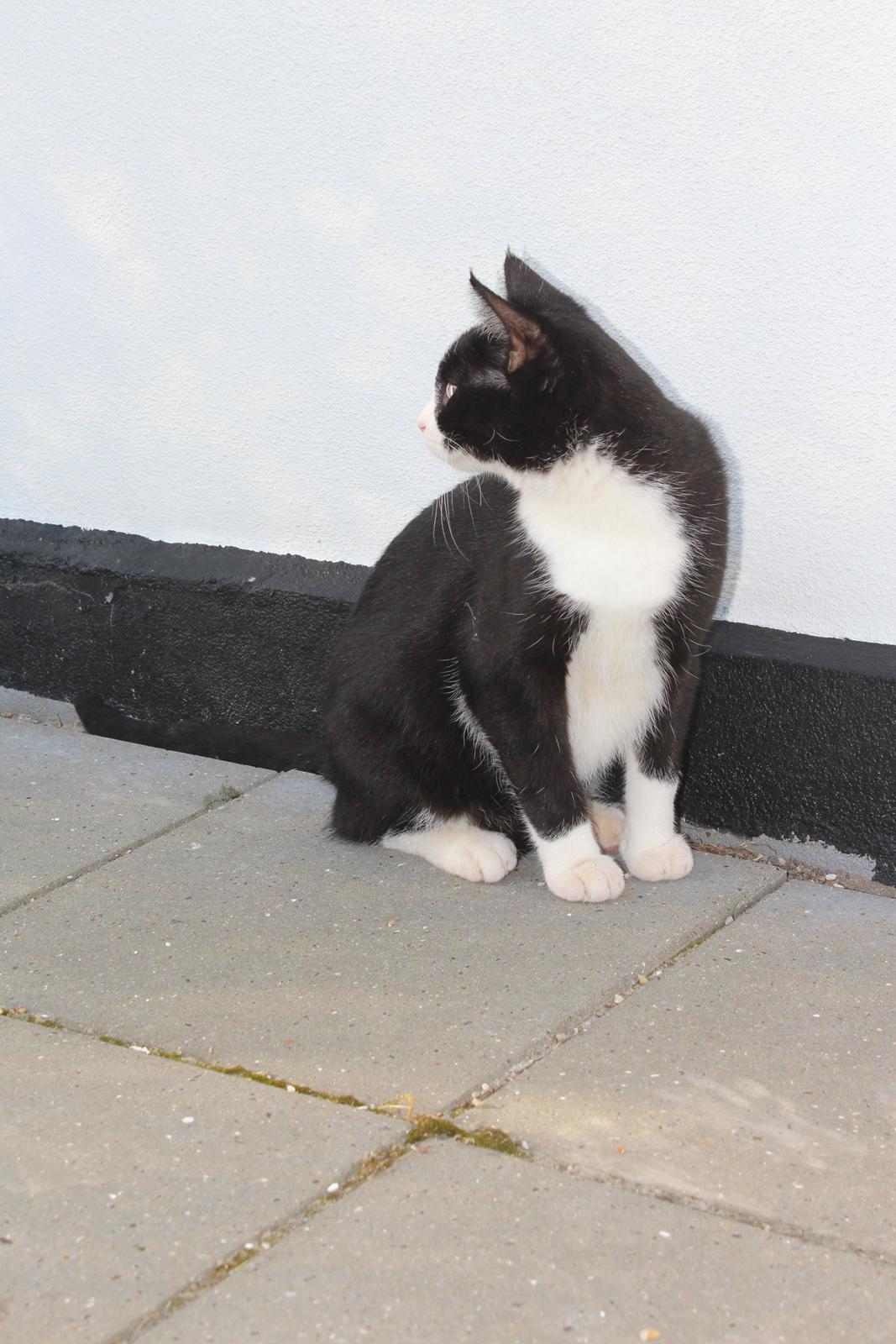 Huskat Shadow billede 6