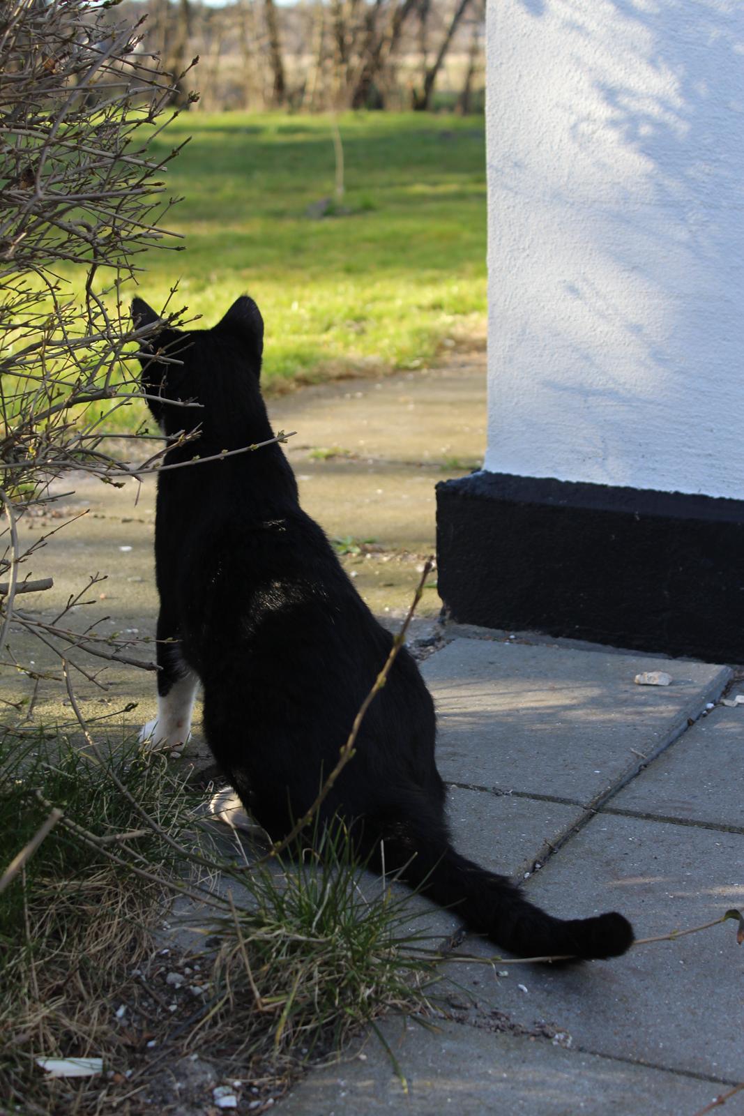 Huskat Shadow billede 8