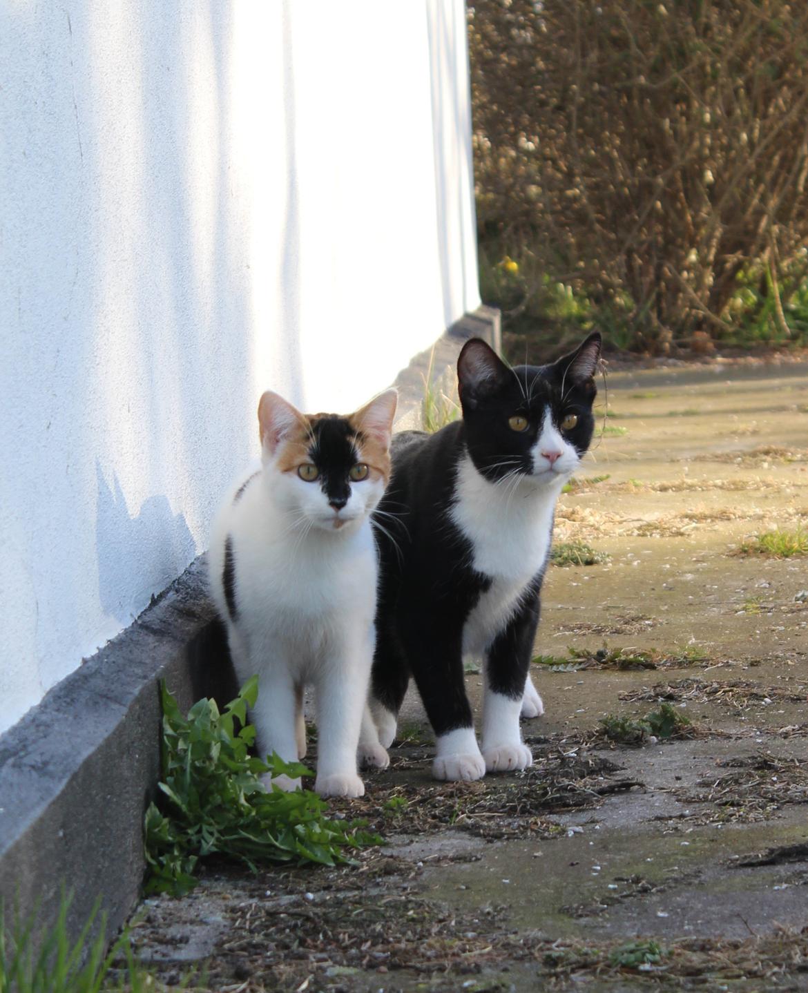 Huskat Shadow billede 7