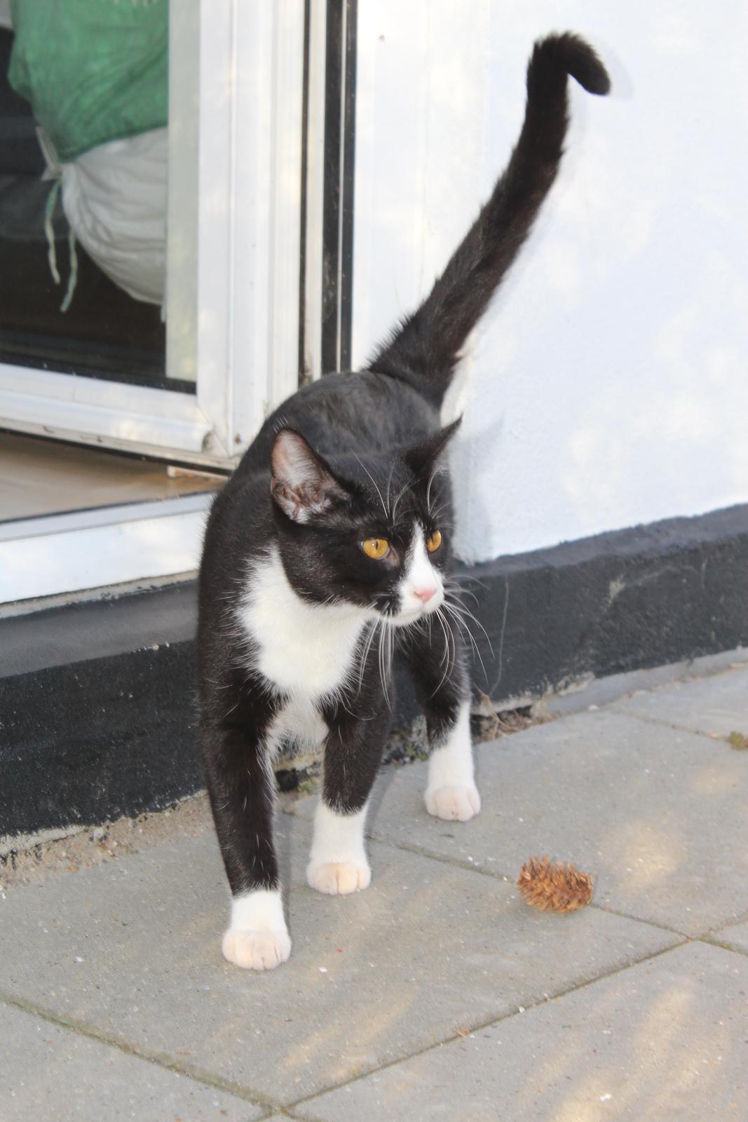 Huskat Shadow billede 5