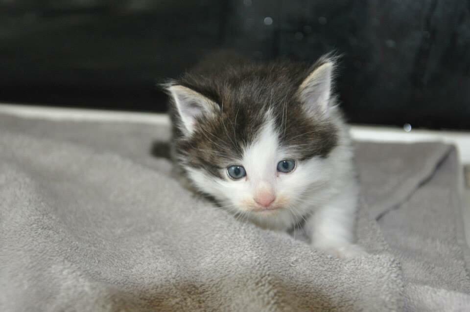 Norsk Skovkat Covo billede 1