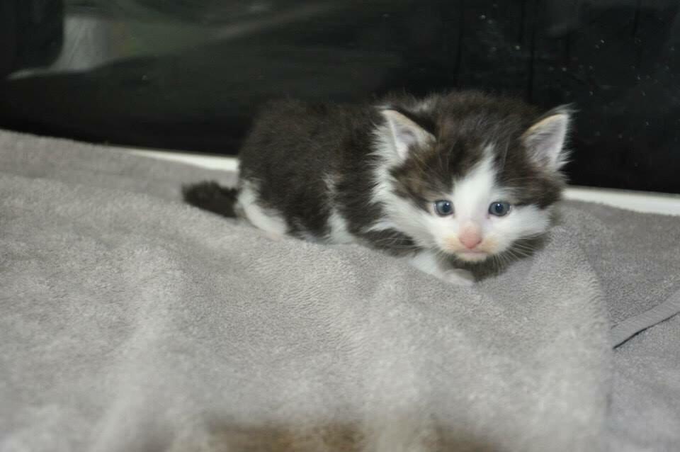 Norsk Skovkat Covo billede 4