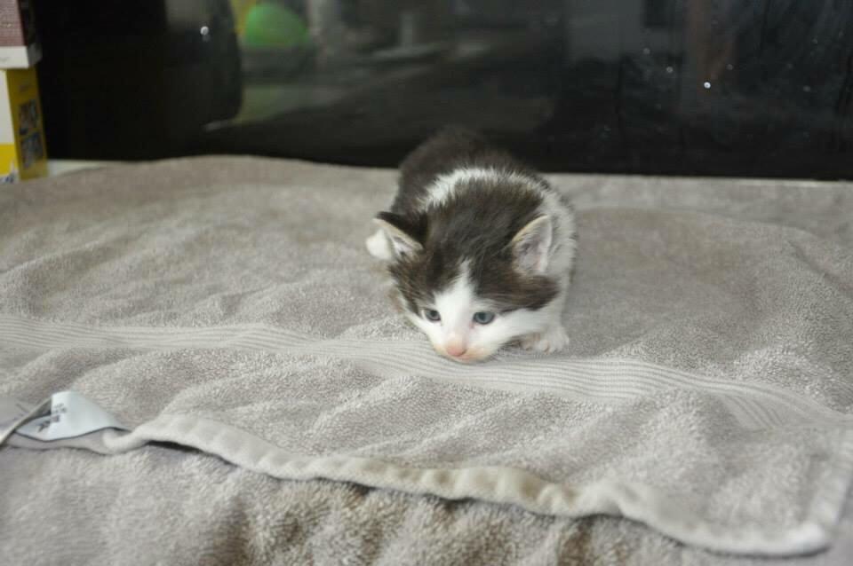 Norsk Skovkat Covo billede 5