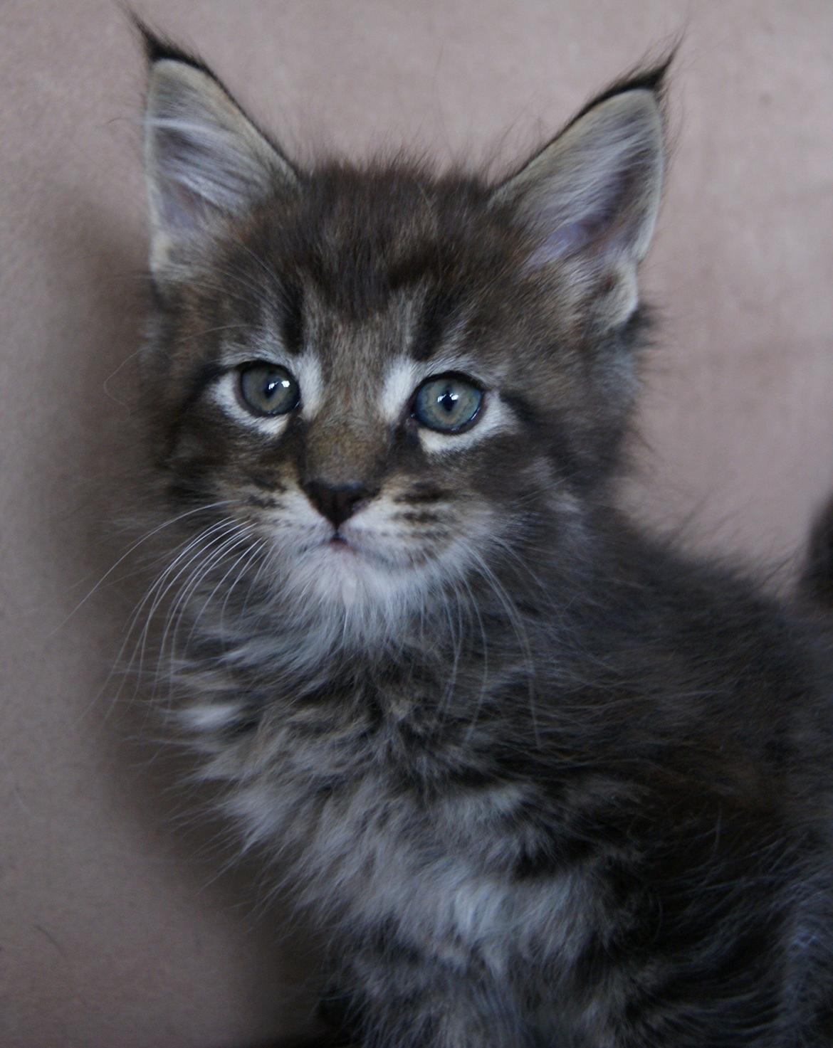 Maine Coon Malik - Malik 6 uger 3 dage - 07.04.2015 billede 1