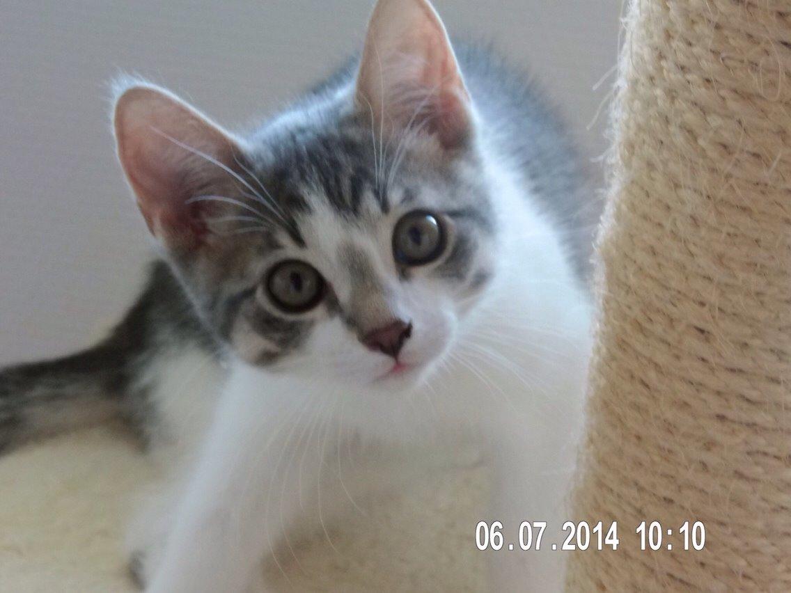 Huskat Nemo (Nimse) billede 1