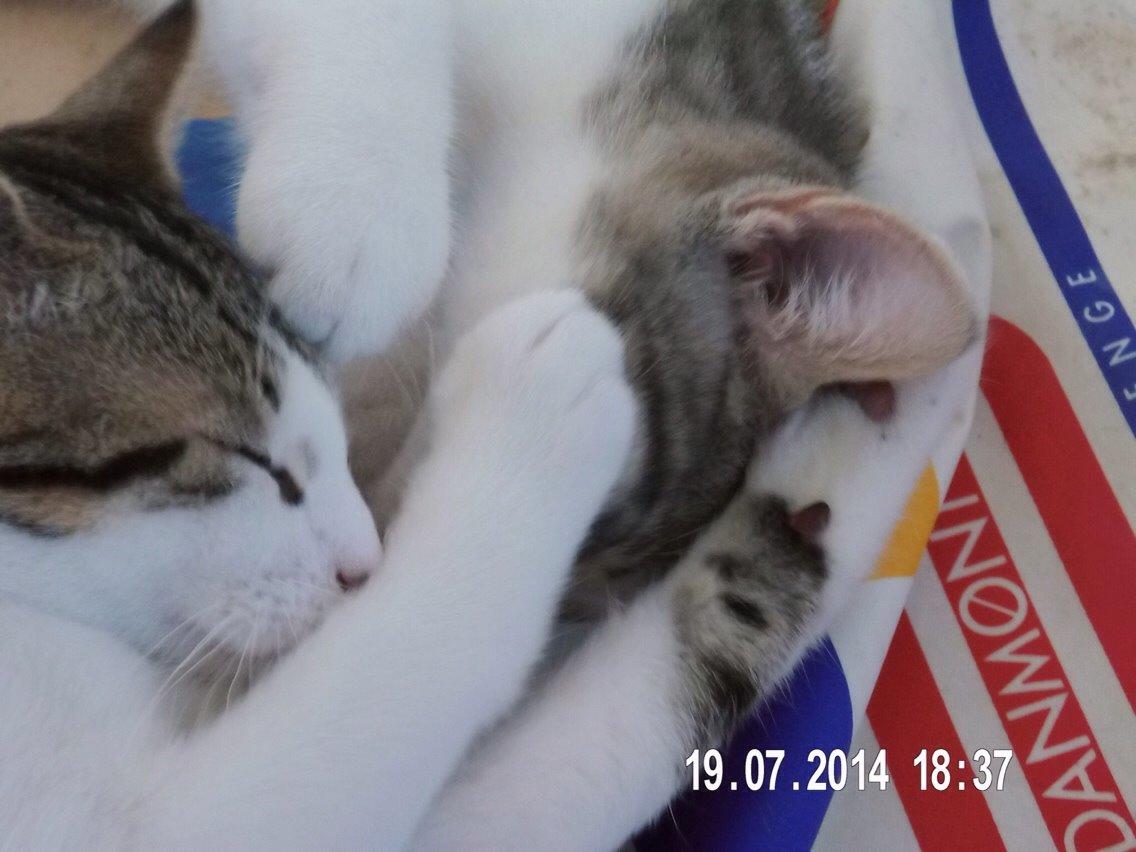 Huskat Nemo (Nimse) billede 2