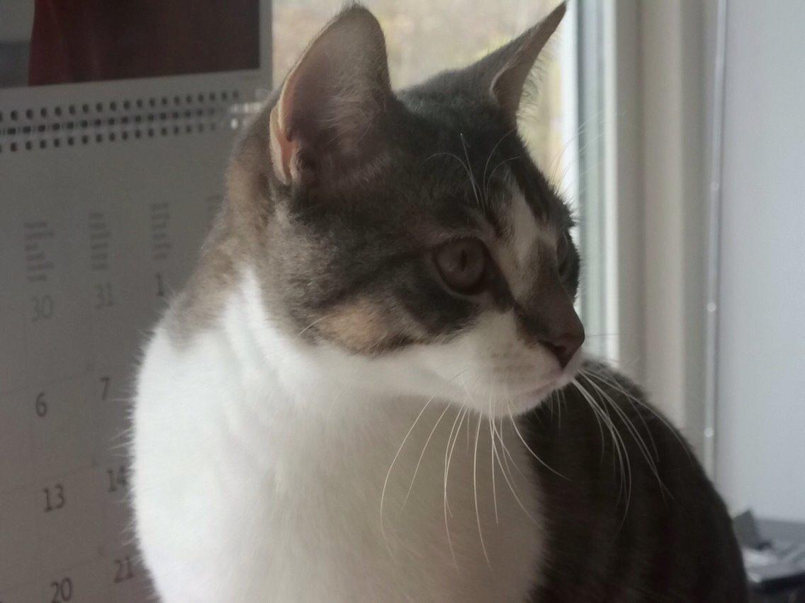 Huskat Nemo (Nimse) billede 4