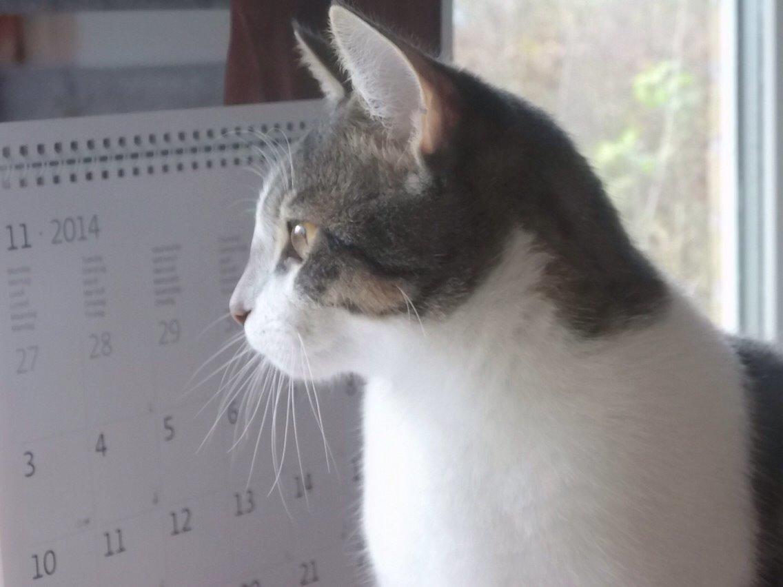 Huskat Nemo (Nimse) billede 3