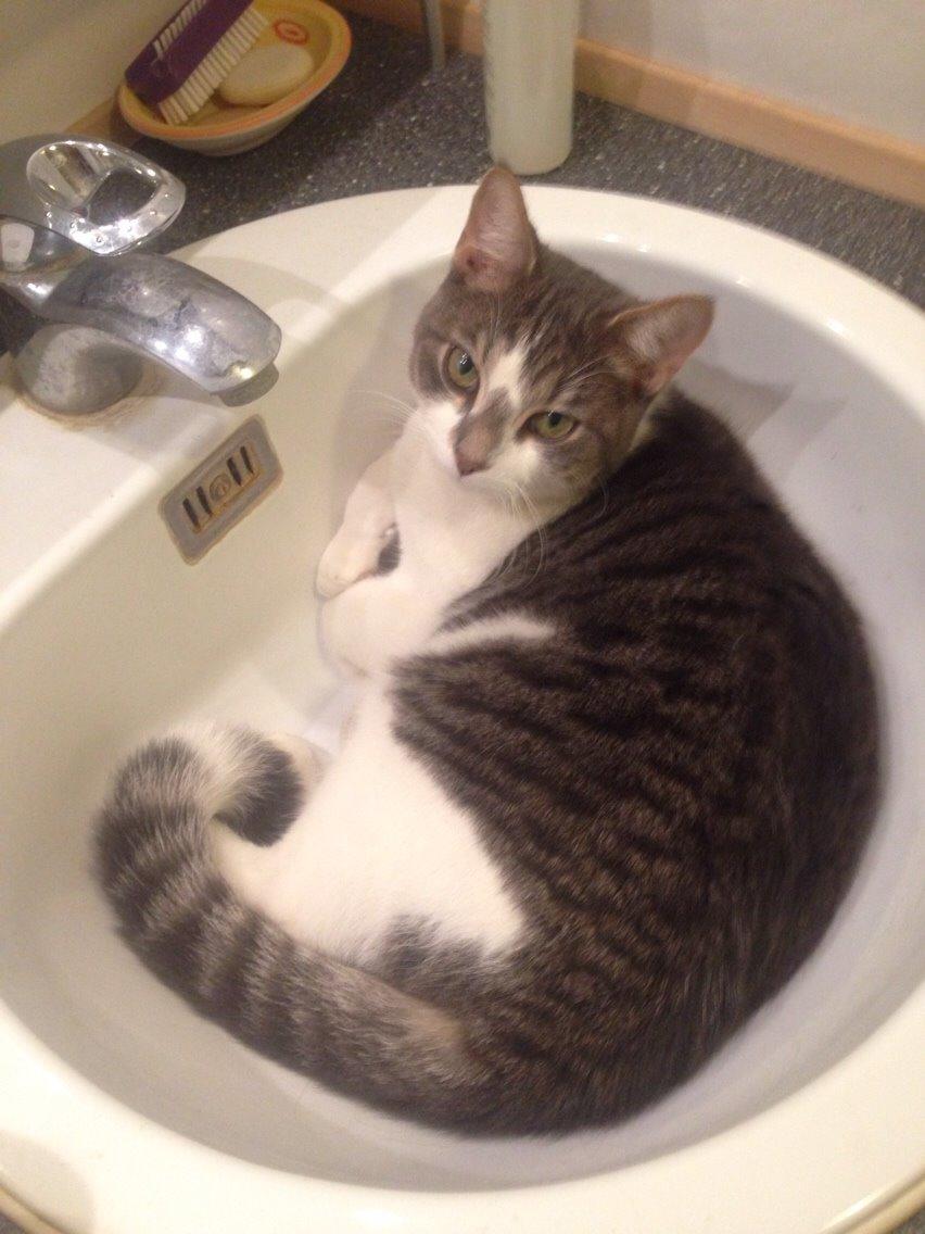 Huskat Nemo (Nimse) billede 5