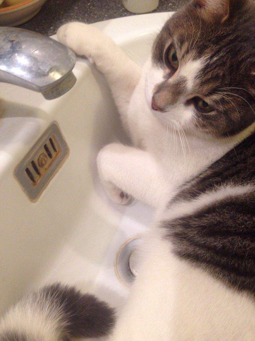 Huskat Nemo (Nimse) billede 6