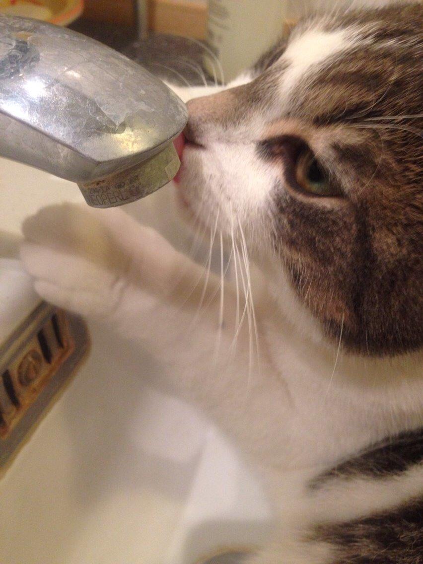 Huskat Nemo (Nimse) billede 7