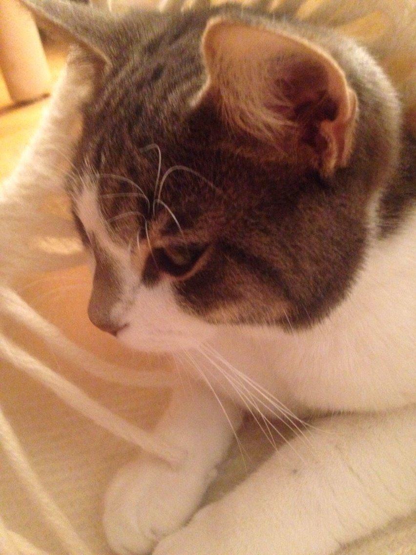 Huskat Nemo (Nimse) billede 8