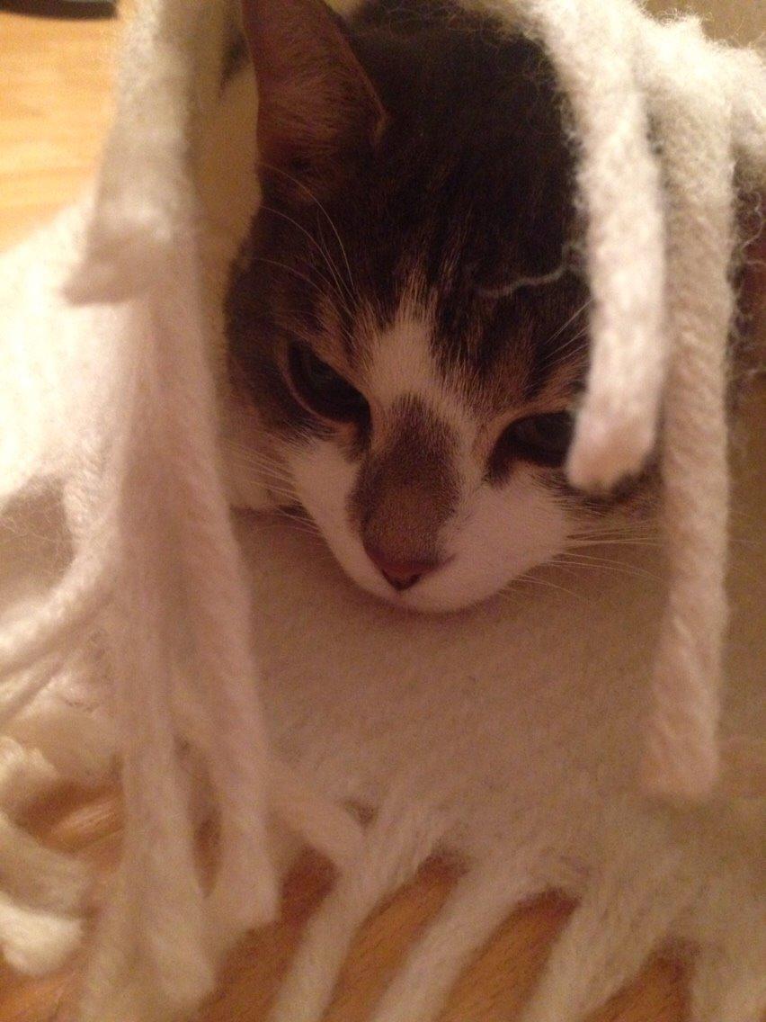 Huskat Nemo (Nimse) billede 9