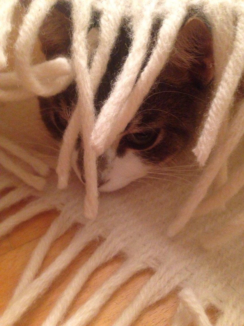 Huskat Nemo (Nimse) billede 10