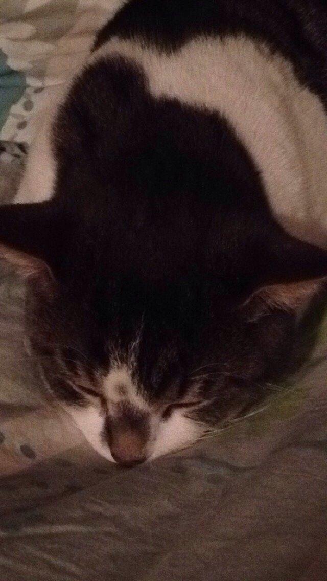 Huskat Nemo (Nimse) billede 12