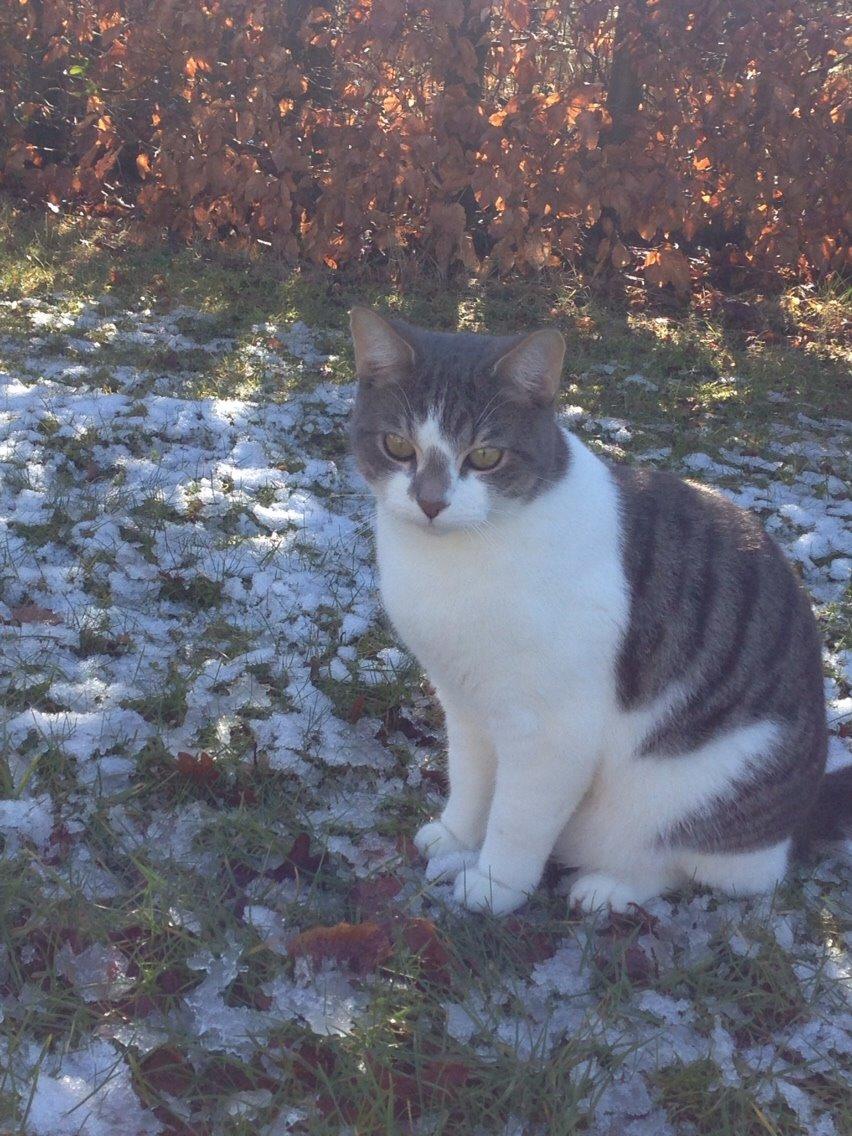 Huskat Nemo (Nimse) billede 11