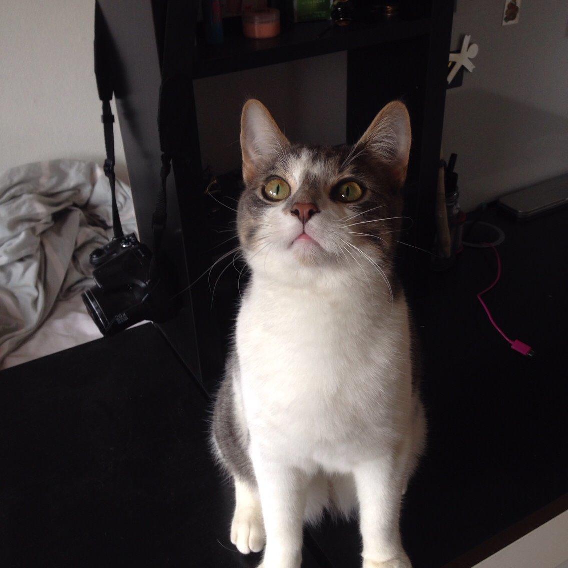 Huskat Nemo (Nimse) billede 13