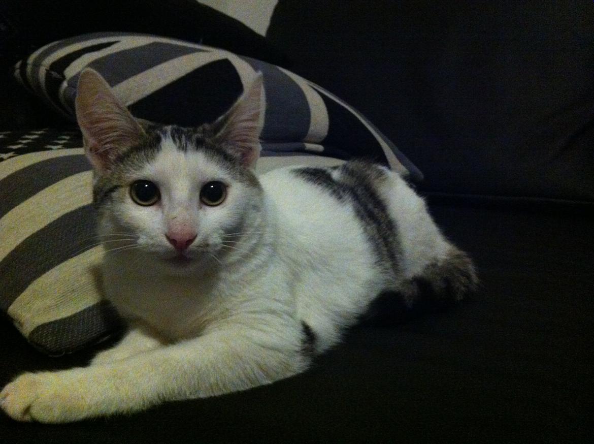 Huskat Nala billede 4