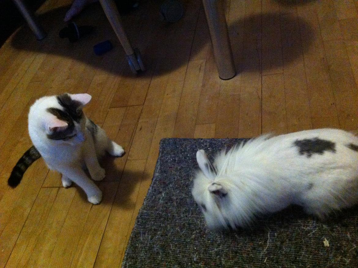 Huskat Nala billede 5