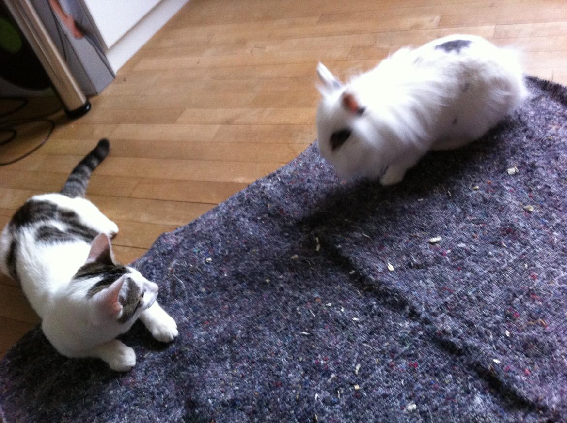 Huskat Nala billede 6