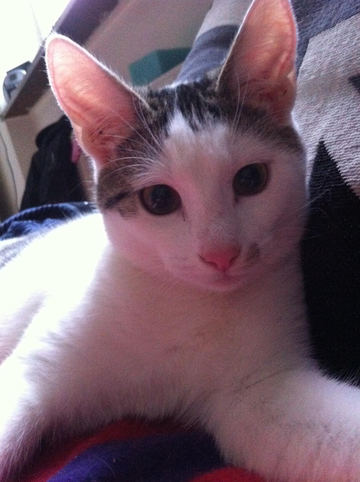 Huskat Nala billede 7