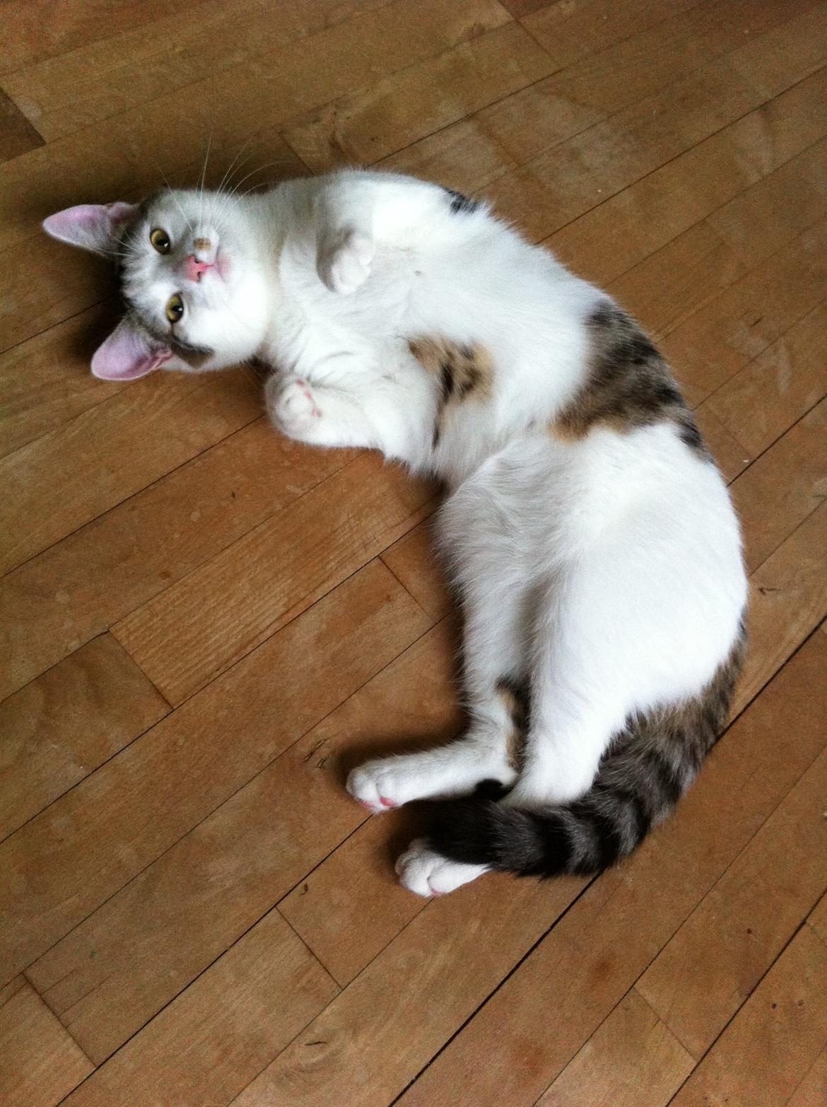 Huskat Nala billede 8