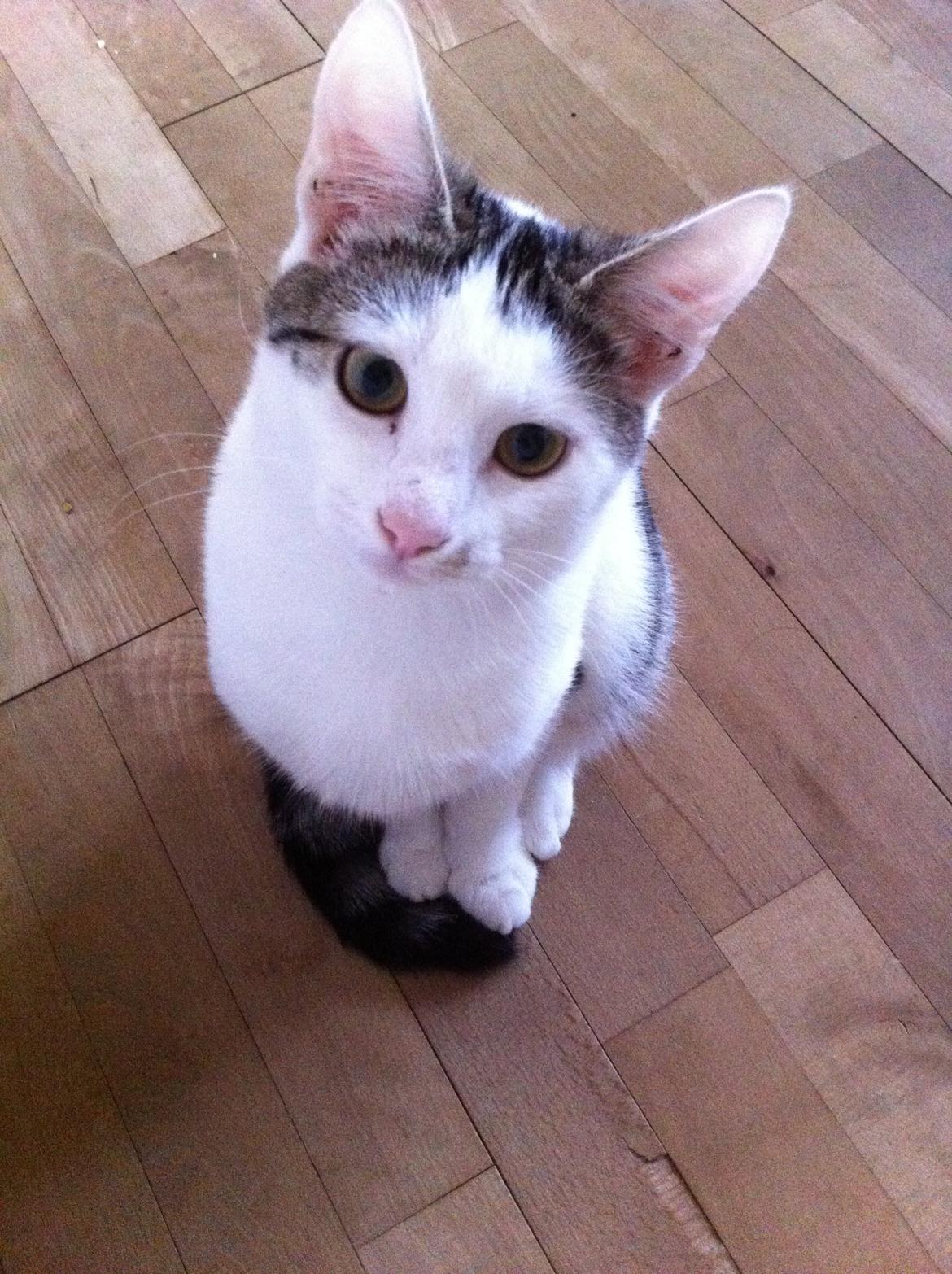 Huskat Nala billede 3