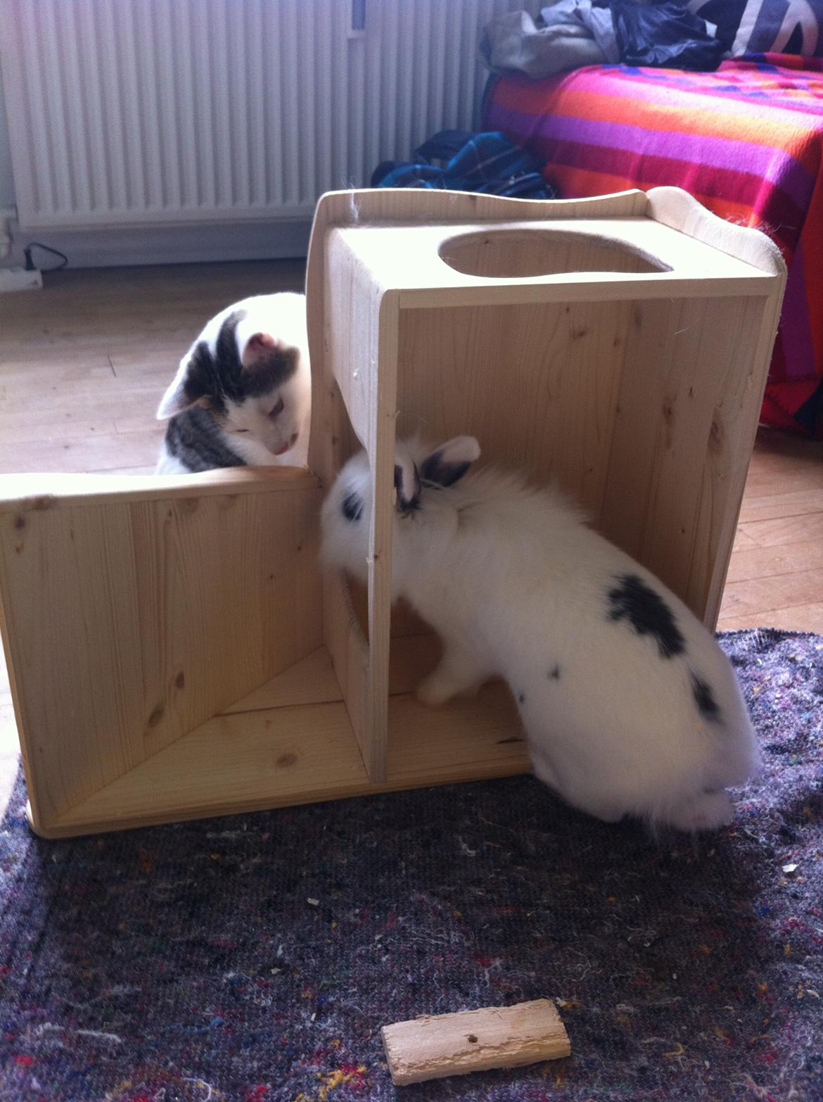 Huskat Nala billede 13