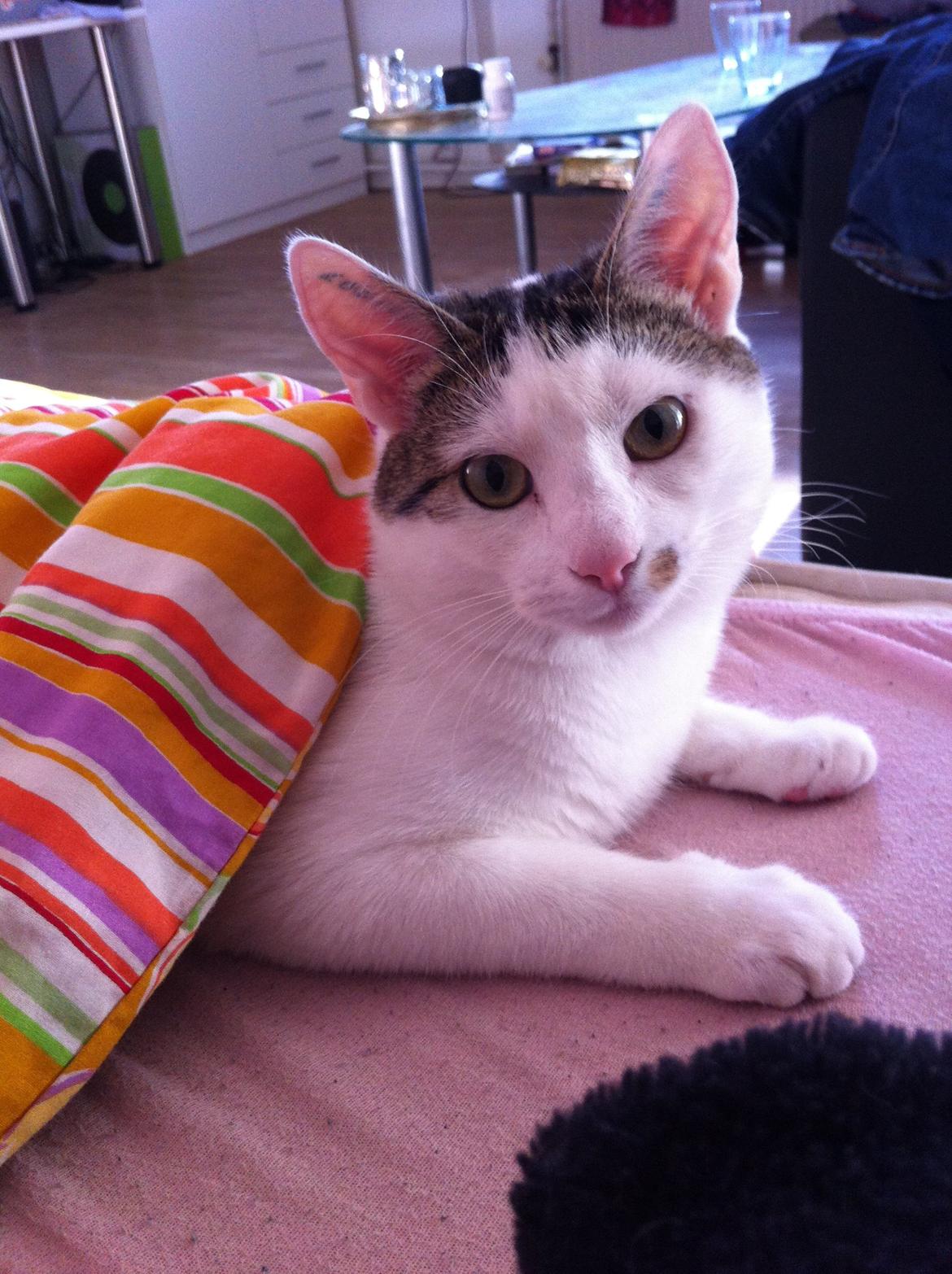 Huskat Nala billede 12